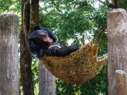 Bear in Hammock