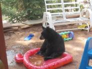 Bears in Baby Pool