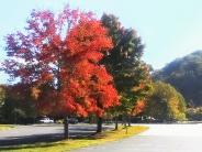 102122 Fall Trees LKrejci