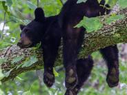Sleeping bear cub in tree
