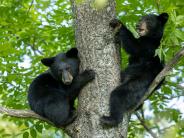 Bear cubs in a tree