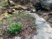 Youngs Mountain Trail with Flowers