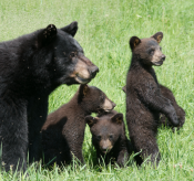Mama bear and three cubs