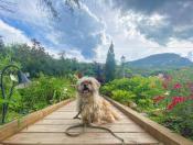 Dog on Bridge