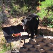 Bear at BBQ