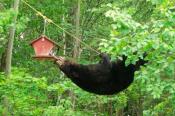 Bear with birdfeeder upside-down