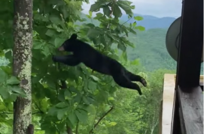 Flying Bear