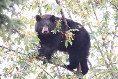 Bear in Tree