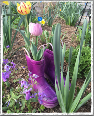 Tulip Display