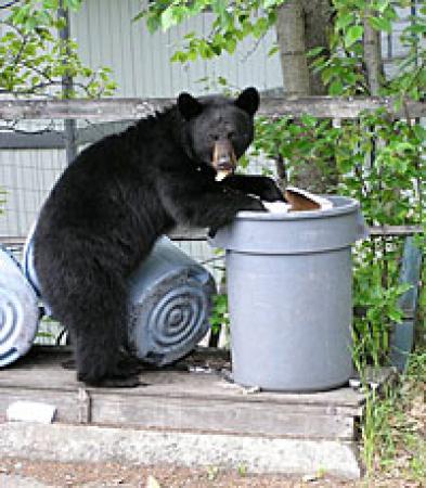 Black Bear in Trash