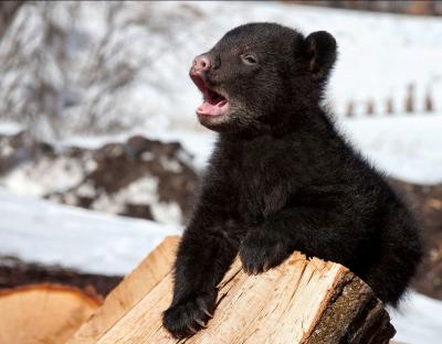 Baby Bear