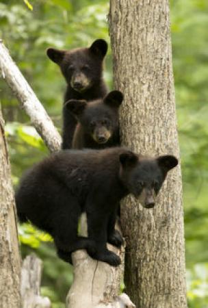 Three Bear Cubs in Tree