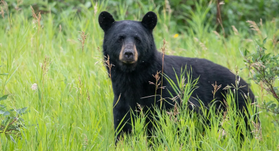 Black Bear in Park