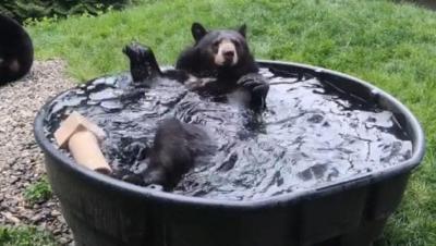 Bear in Tub