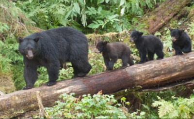 Bears walking on a log
