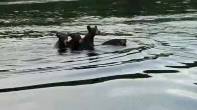 Mama Bear Carries 3 Cubs Across Lake
