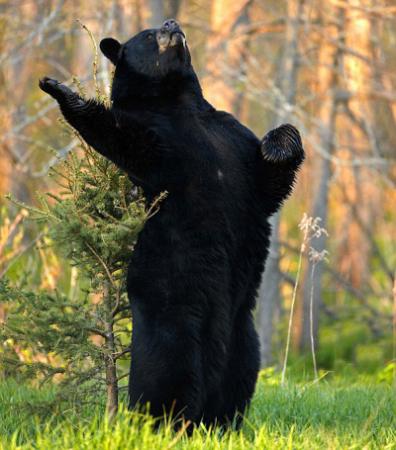 Standing bear