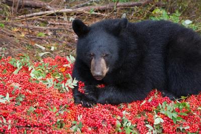 Bear with Berries