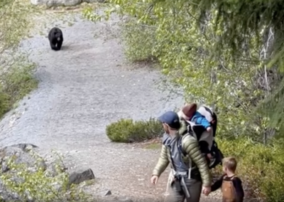 Bear following hikers