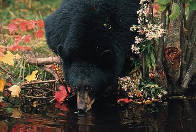 Bear drinking from stream