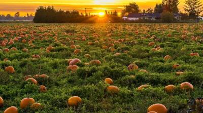 pumpkins in a field