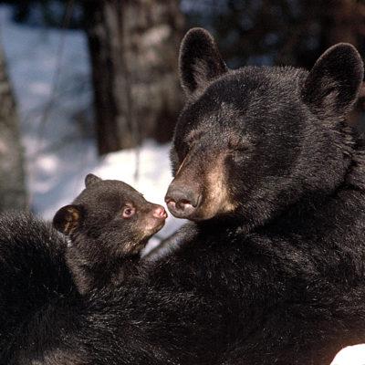 Infant and Mother Bear - North American Bear Center