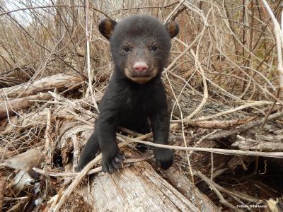 Bear cub standing