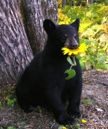 Bear with Yellow Flower