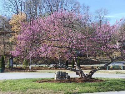 Pink Blooming Tree