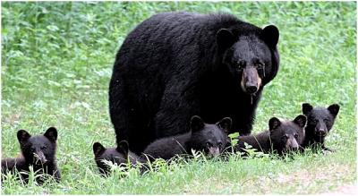 Bear and bear cubs