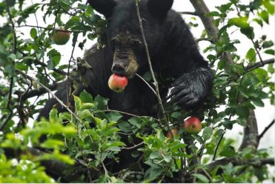 Black Bear Eating Apple in Tree