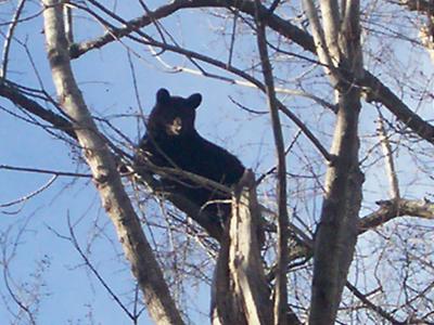 Bear in tree