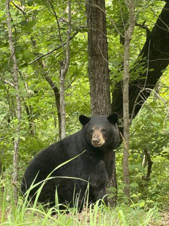 Bear Photo by Wendy Terry taken 6/16/24 on Buffalo Shoals Road