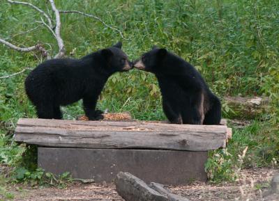 Black Bears Kissing