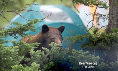 bear near tent - Pat Gaines