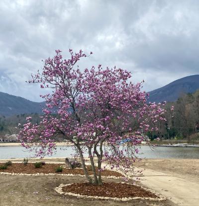 Japanese Magnolia Tree