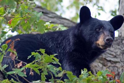 Bear