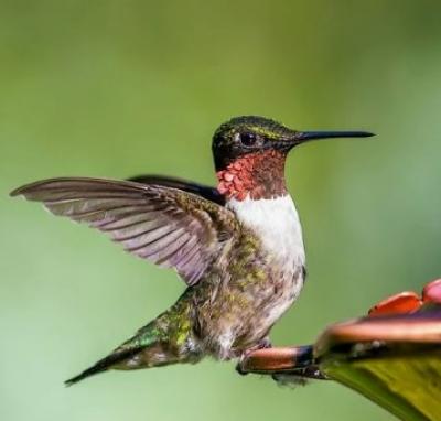 Ruby-Throated Hummingbird 