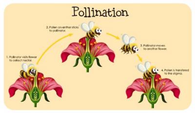 Pollination