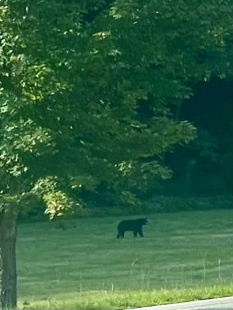 Bear