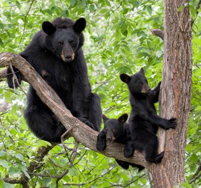 Bear with two cubs in a tree