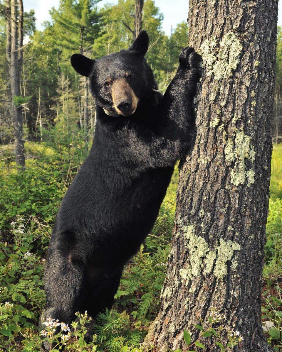 What to do if you see a bear: How to stay safe