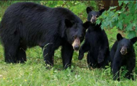 Mama bear and two cubs in a grassy field