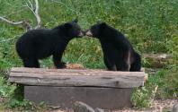 Black Bears Kissing