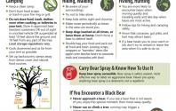 BearWise Outdoor Safety Tips